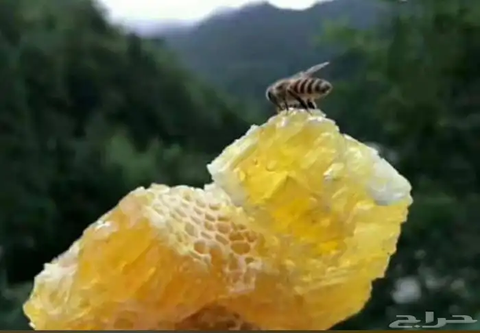 عسل سمن بلدي زيت سمسم 16