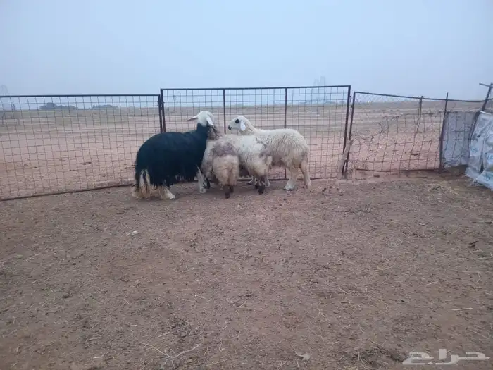 شياه حيل العدد 4 طيبات وجرومهن طيبه حلال بر 3