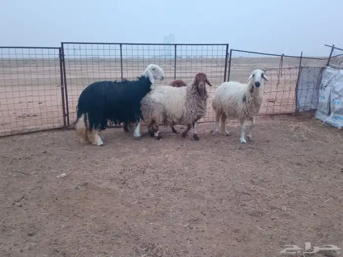 شياه حيل العدد 4 طيبات وجرومهن طيبه حلال بر 5