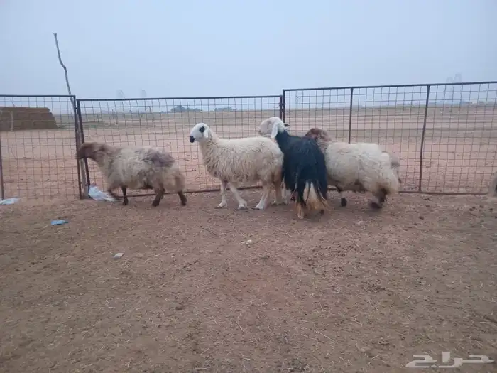 شياه حيل العدد 4 طيبات وجرومهن طيبه حلال بر 0