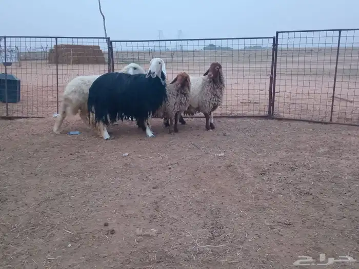 شياه حيل العدد 4 طيبات وجرومهن طيبه حلال بر 1