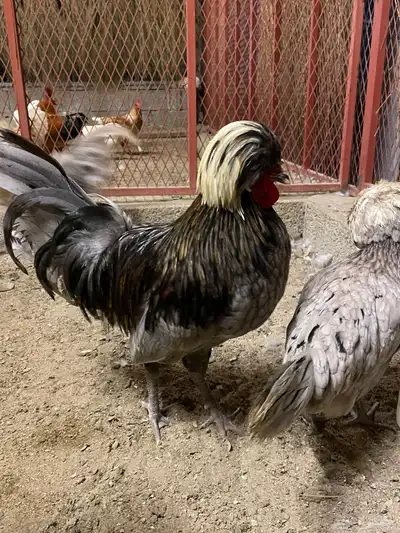 صوص دجاج بولش 4