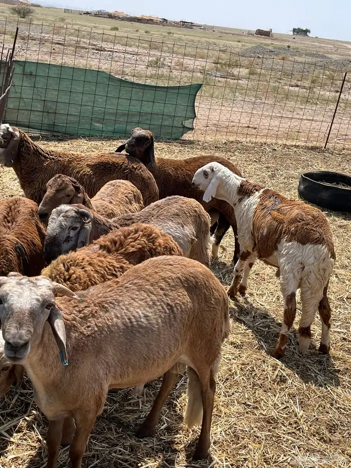 سواكني حمري و سواكني ابيض شبيه الحري 0