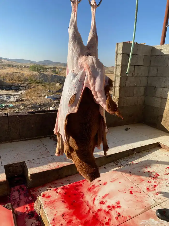 ذبايح سواكن وحري يوجد ذبح وتوصيل لحمة شرط 2