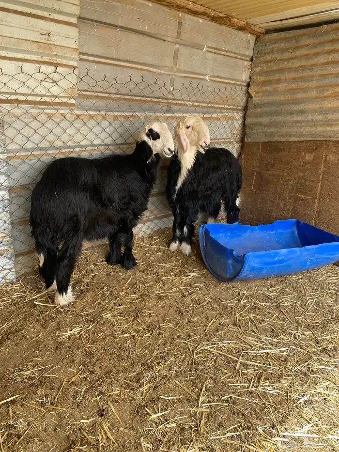 رخال نجد مقفله شحم 1