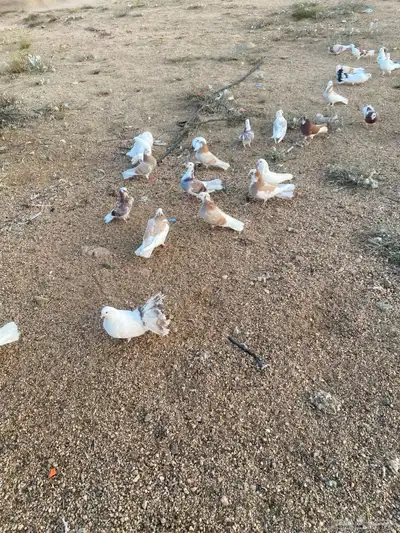 حمام لبيع مشكل 2