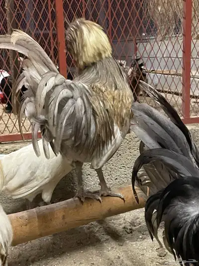 صوص دجاج بولش 2