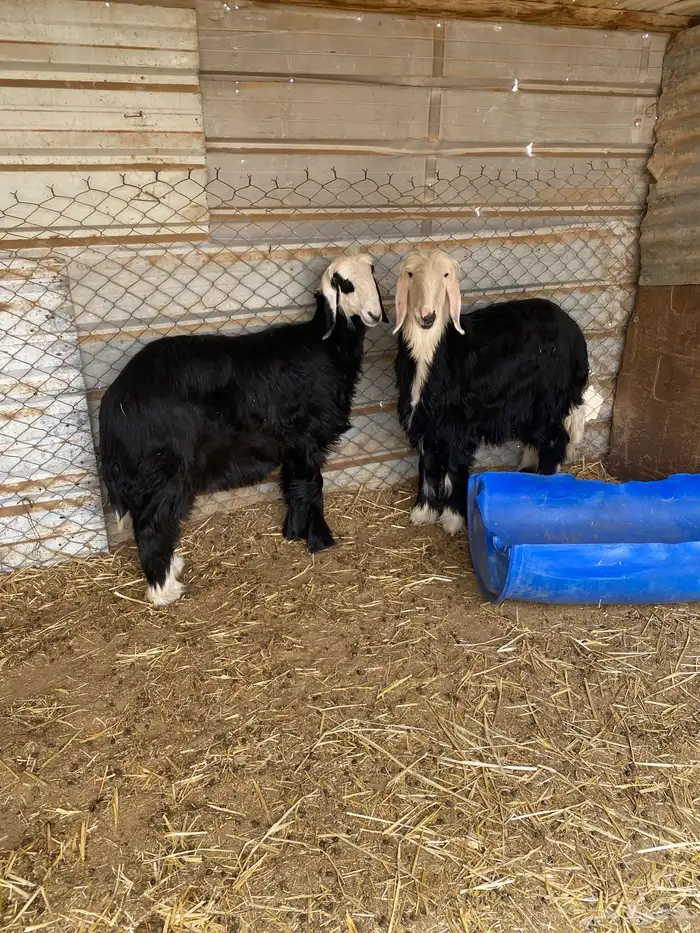 رخال نجد مقفله شحم 0