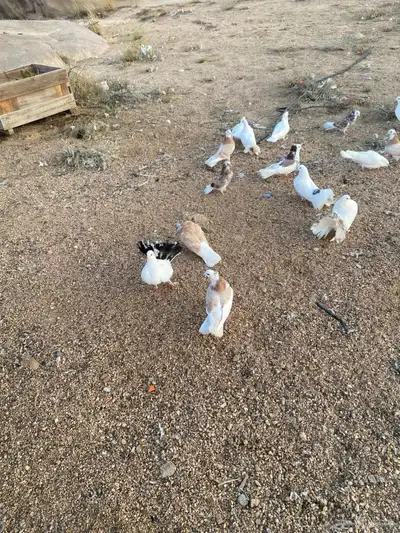 حمام لبيع مشكل 1