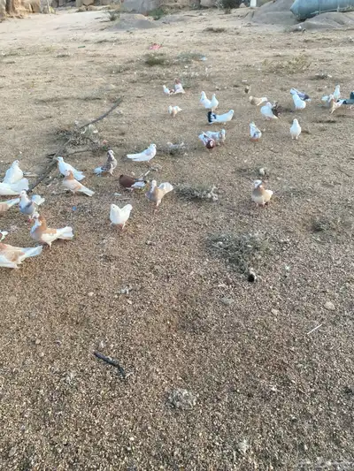 حمام لبيع مشكل 0