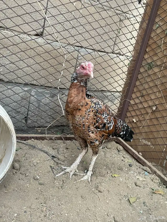 دجاجه سنديه توه تبايض تم تم تم البيع 1