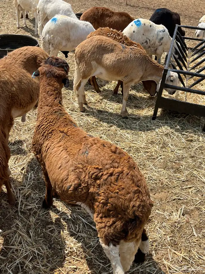 سواكني حمري و سواكني ابيض شبيه الحري 1