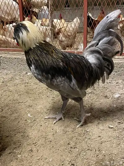 صوص دجاج بولش 3