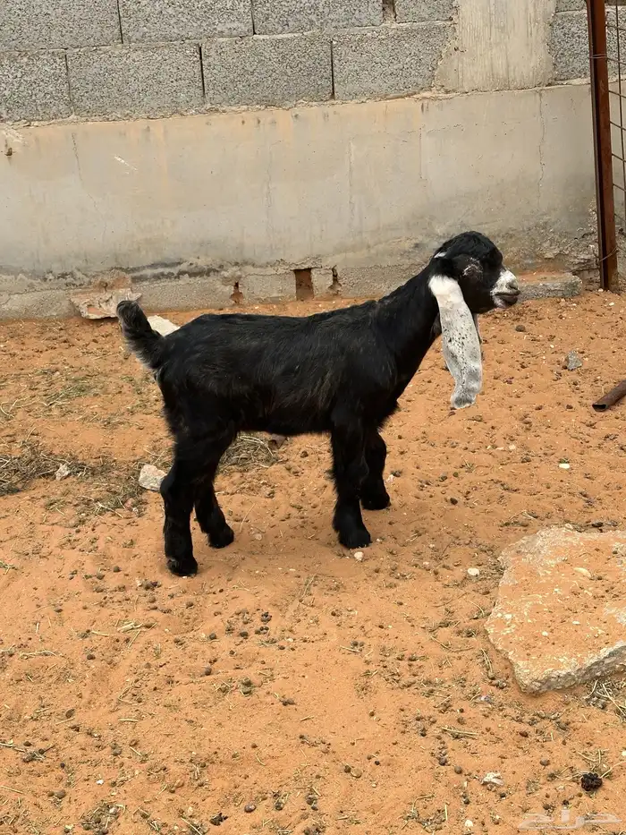 للبيع تيس عارضي لباني عمره شهرين ونص تم البيع 0