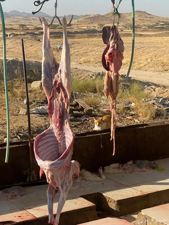 ذبايح سواكن وحري يوجد ذبح وتوصيل لحمة شرط 1