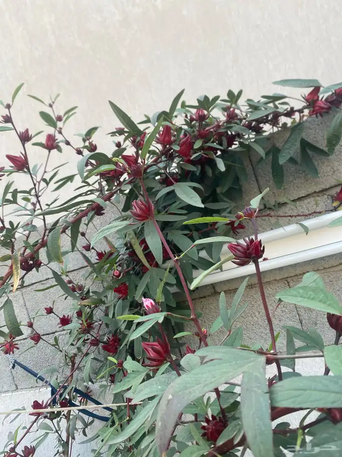 كركديه طازج 1