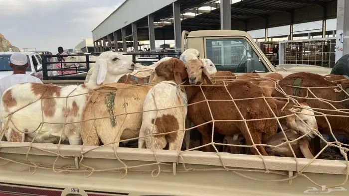 سواكني تربيه من المزرعه لباب بيتك 14