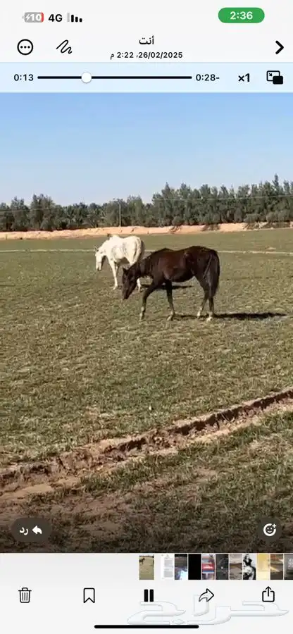 مهر. شعبي صغير عمره سنة 3