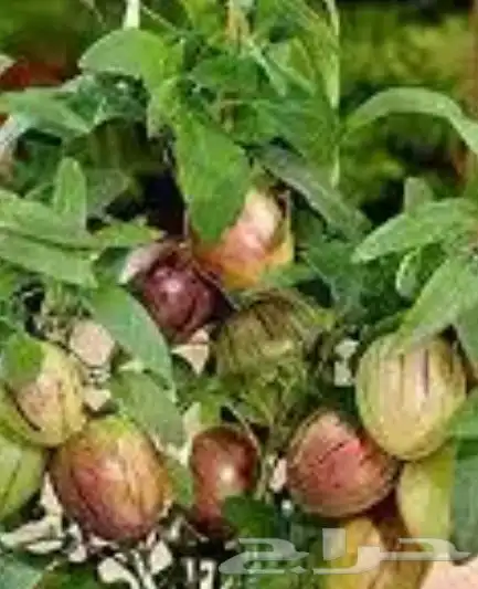 شتلات ببينو فاكه لذيذه 5