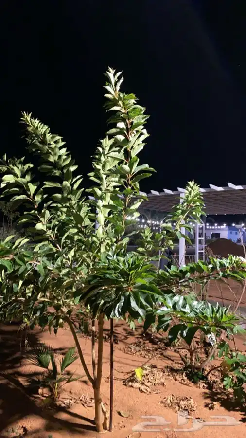 منتجع للايجار   رياض الخبراء 59