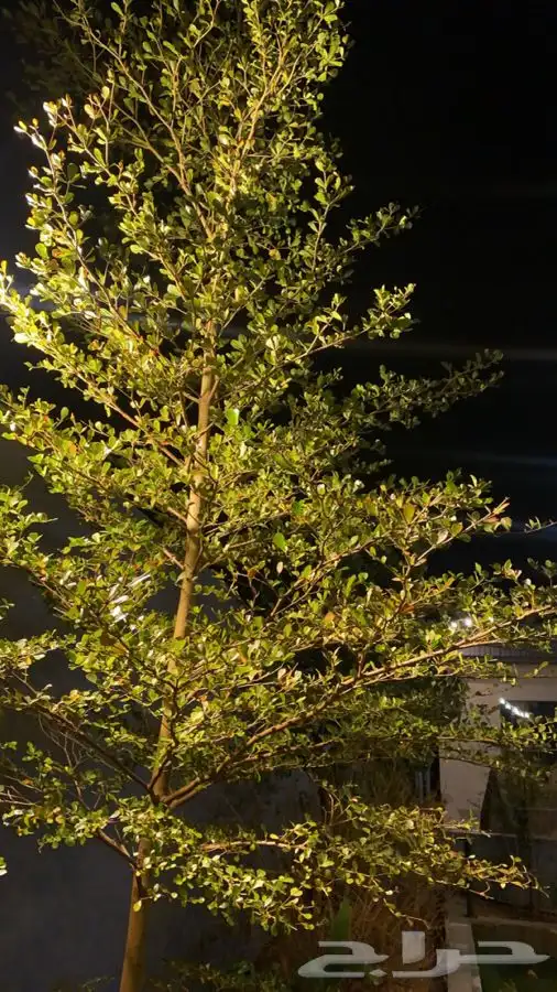 منتجع للايجار   رياض الخبراء 60