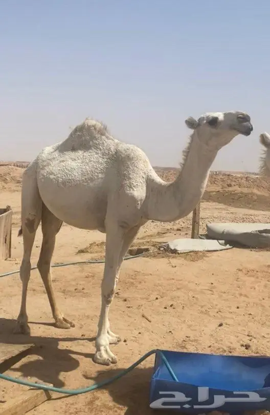 للبيع بكره عقابية 3
