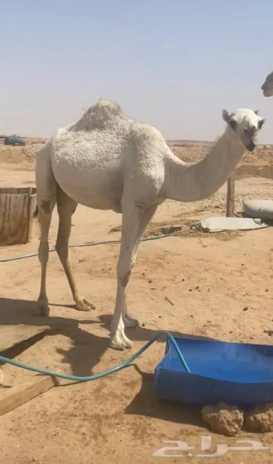 للبيع بكره عقابية 2