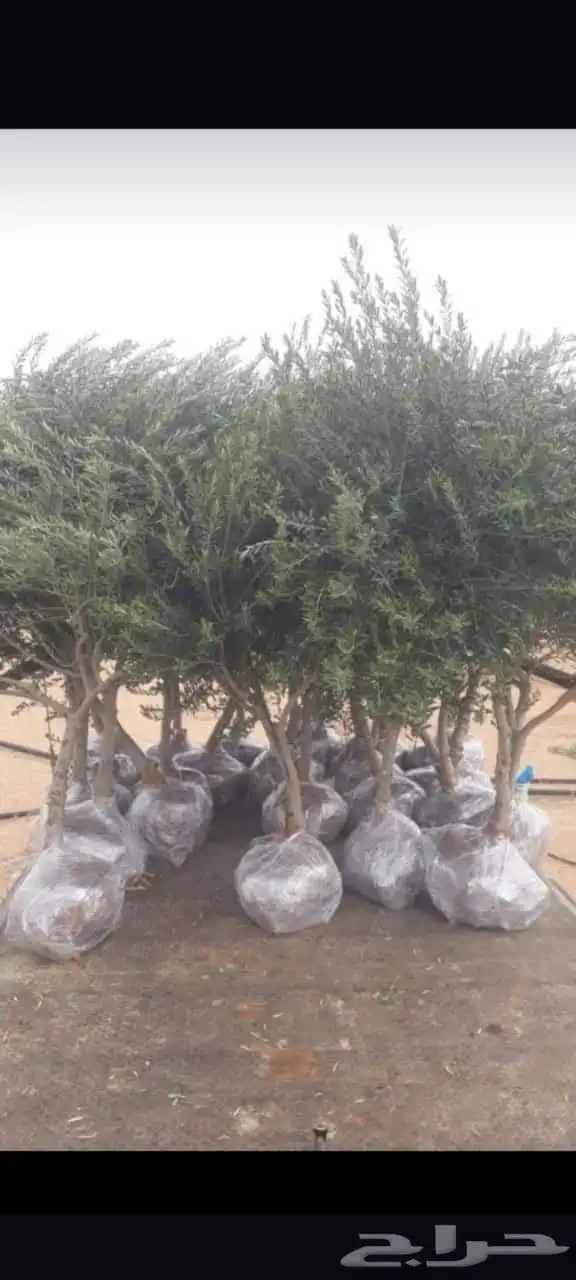 اشجار زيتون وسدر ونخل وجميع انوع الاشجار في الرياض 8