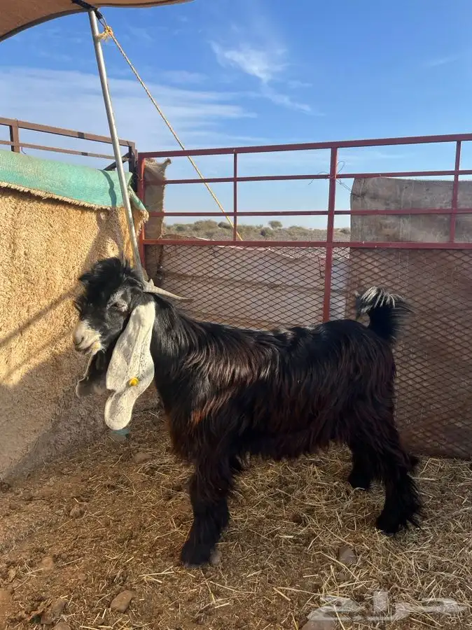 تيس مشروع فحل العمر ثنيي 4