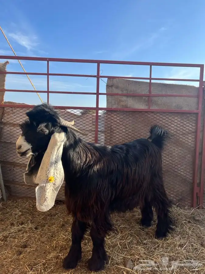 تيس مشروع فحل العمر ثنيي 0