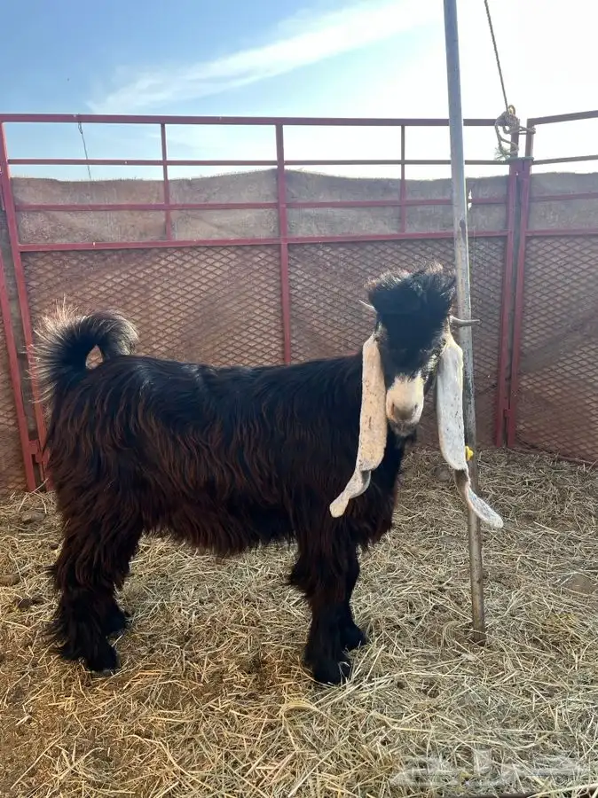 تيس مشروع فحل العمر ثنيي 2