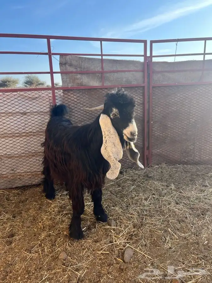 تيس مشروع فحل العمر ثنيي 1