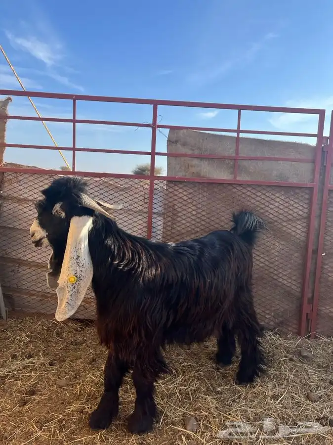 تيس مشروع فحل العمر ثنيي 3