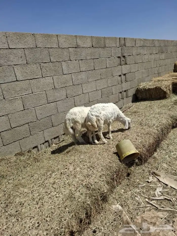 خرفان البيع 3