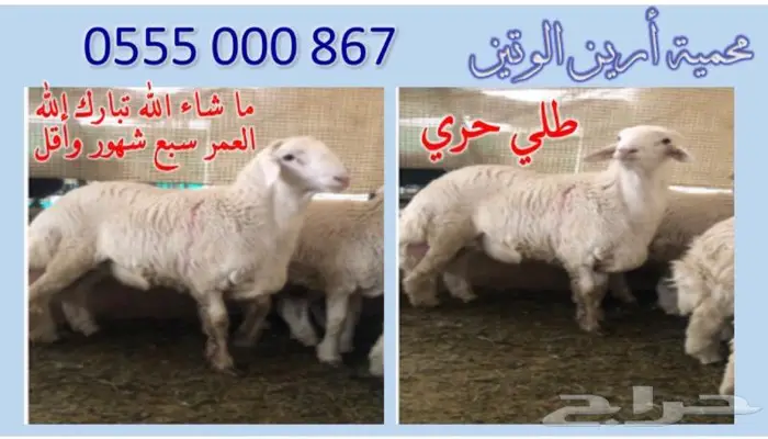طلي حري ما شاء الله 9