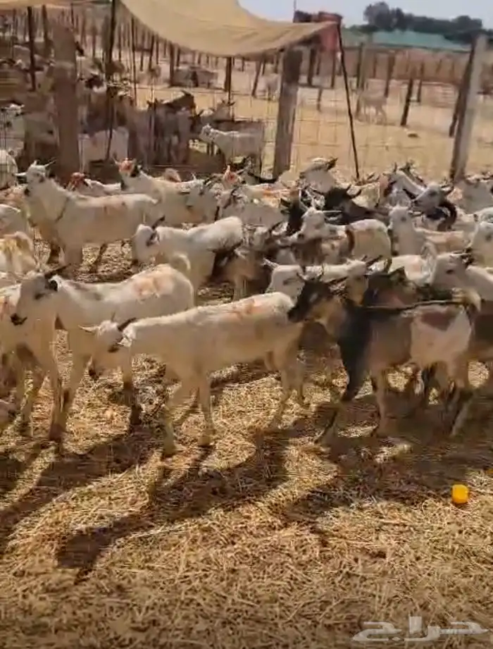 طليان بربري مربى شحم ولحم 3