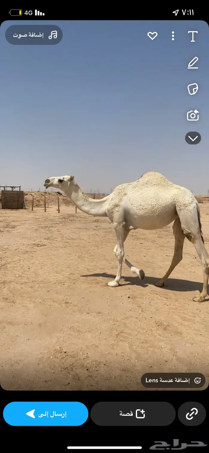 للبيع بكره عقابية 4