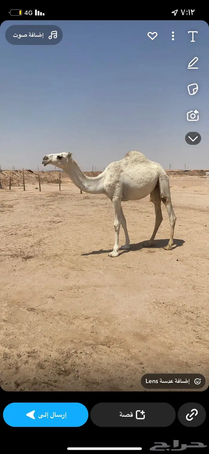 للبيع بكره عقابية 1