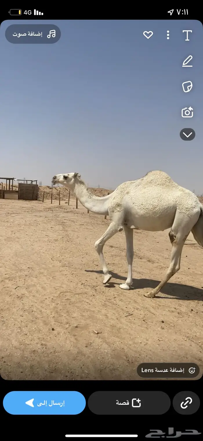 للبيع بكره عقابية 0