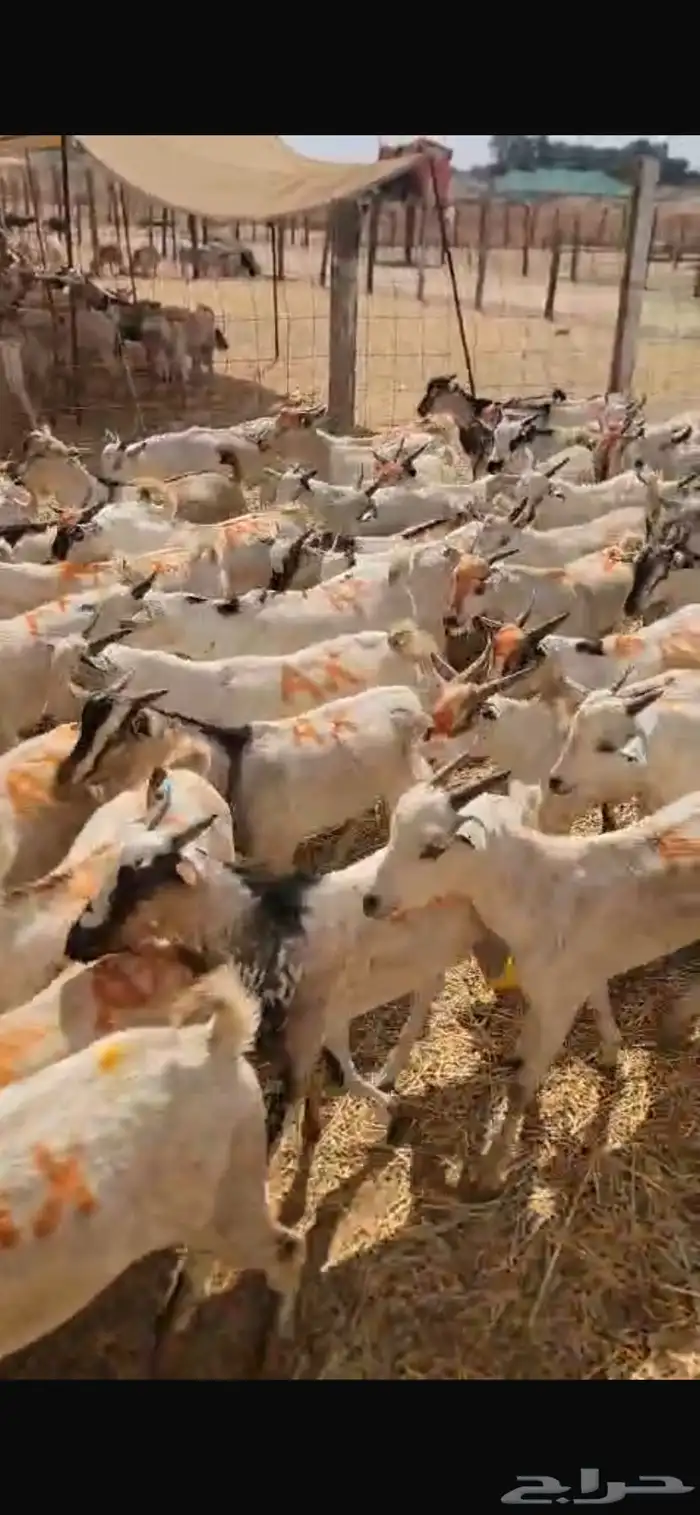 طليان بربري مربى شحم ولحم 4