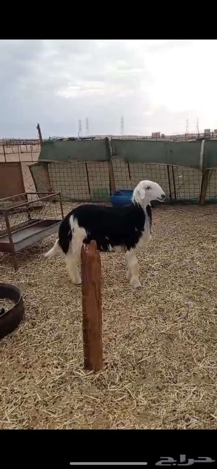 طليان حري ونجدي ذبايح تلاجه شحم ولحم ونظافه 3