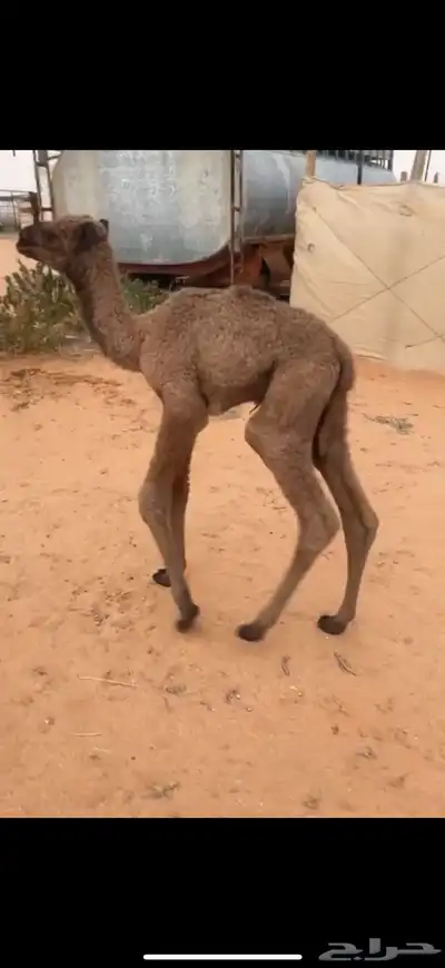 حوار ضيار 0