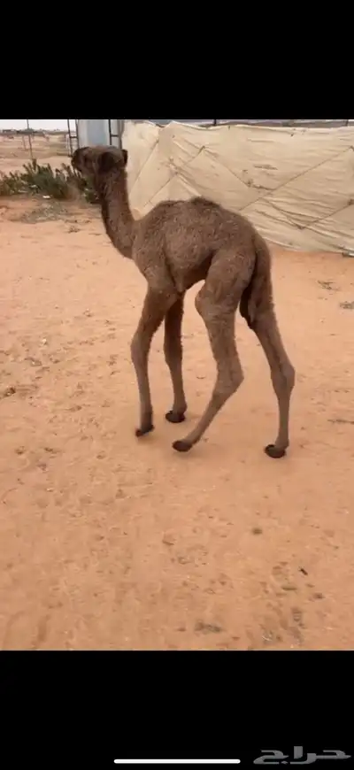 حوار ضيار 1