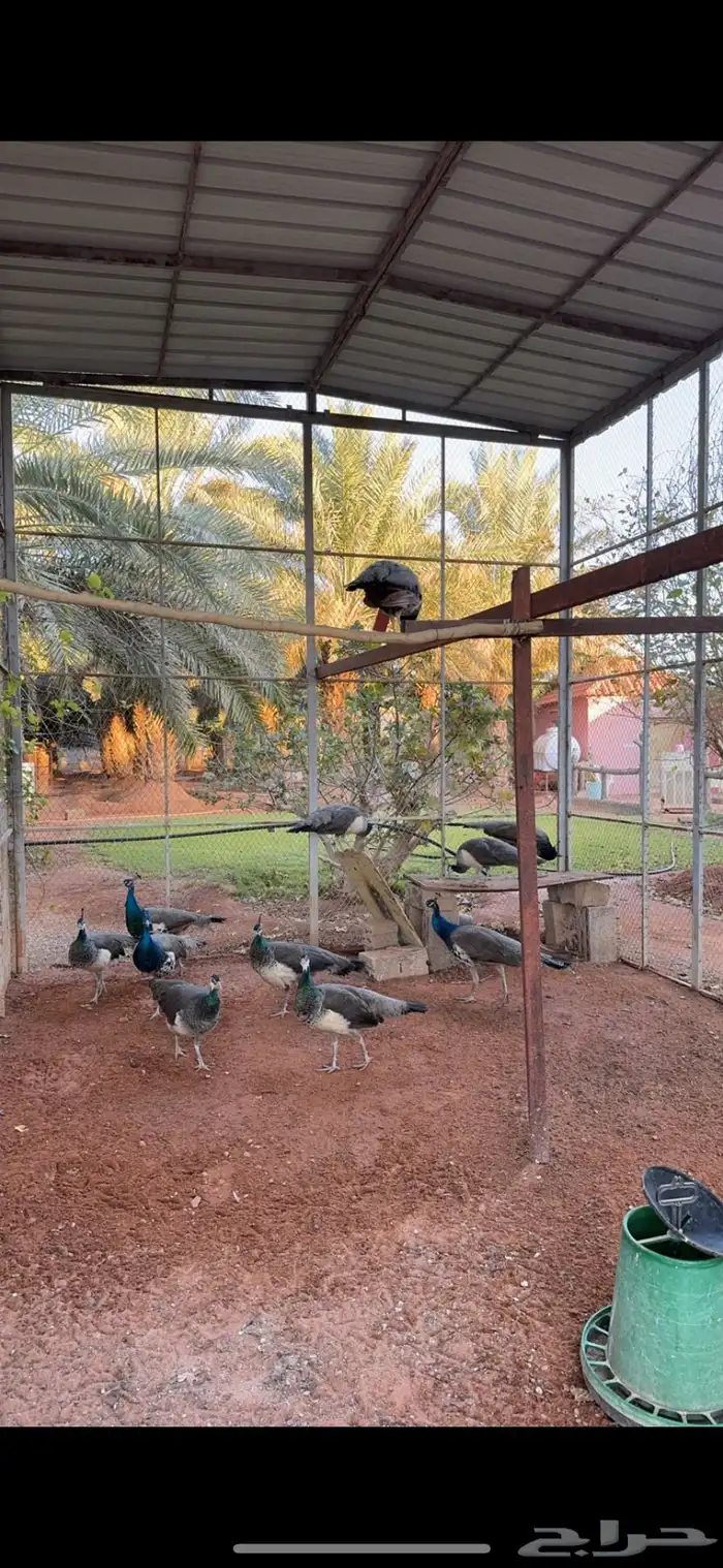 فروخ طاؤوس طاووس 1