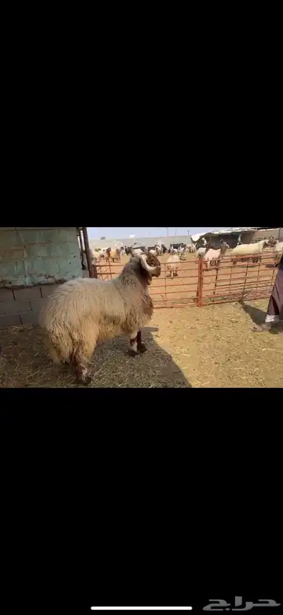 فحول جدعان صنف 3