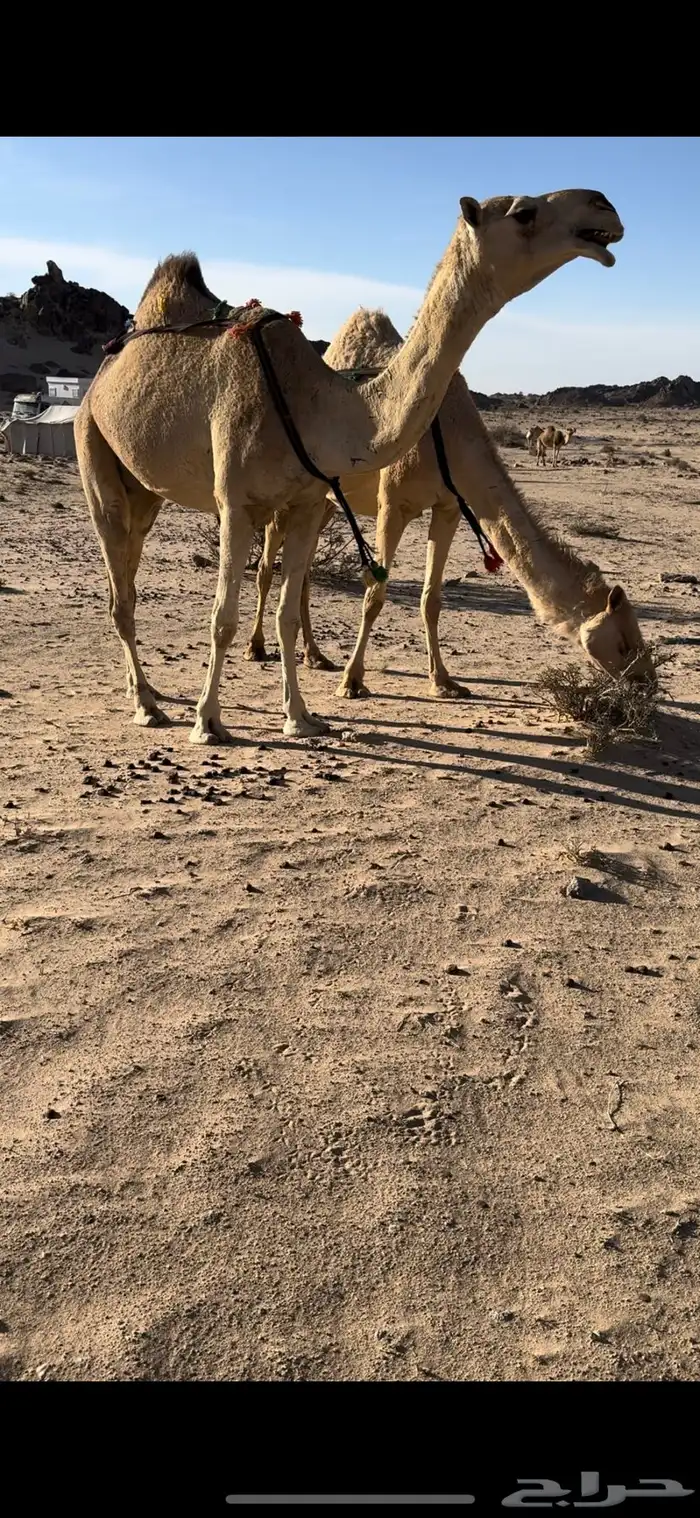 خلفه بكر طيبه جدا حليب وهداوه وزين ياهل الزين 10
