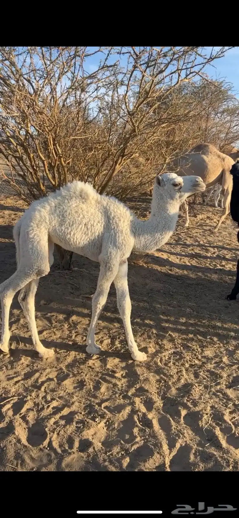 فحل اوضح باتلي 3
