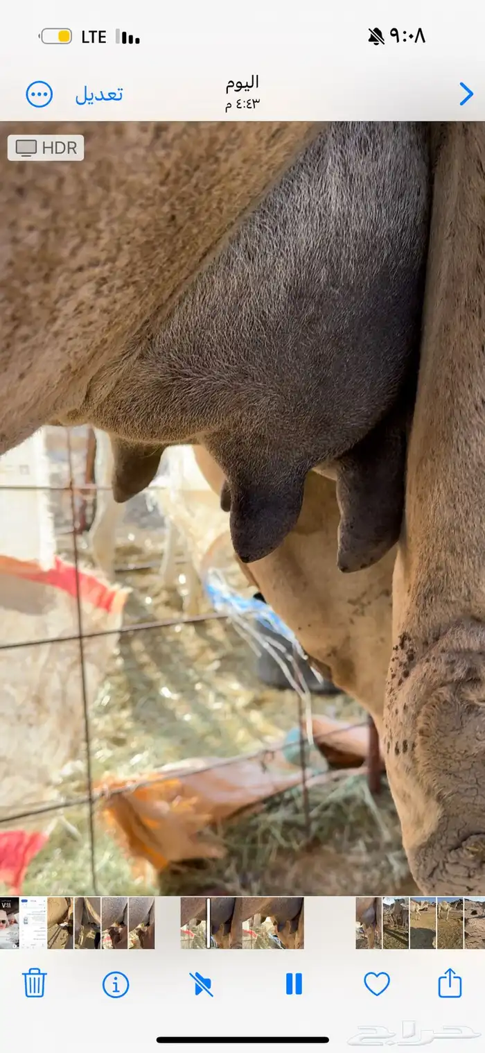 خلفه بكر طيبه جدا حليب وهداوه وزين ياهل الزين 5