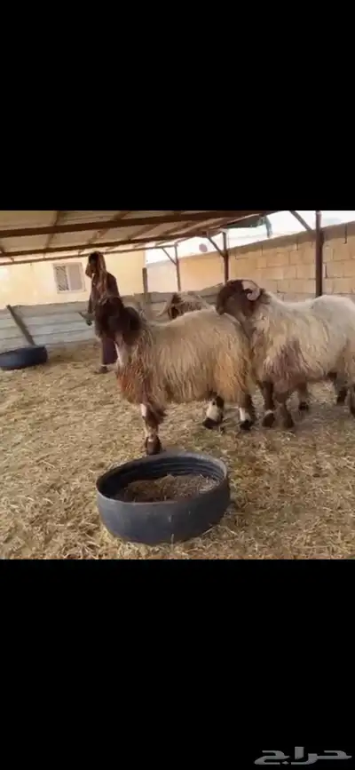 فحول جدعان صنف 2