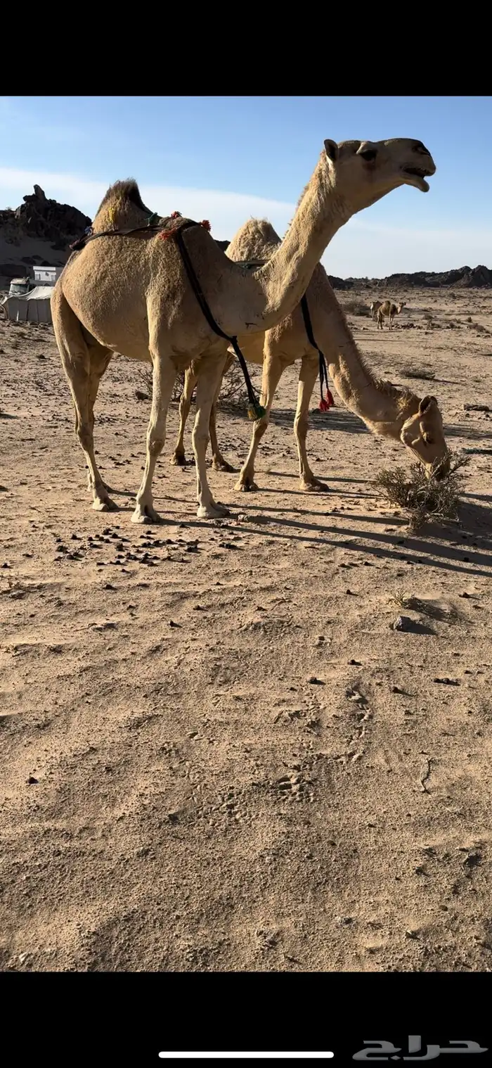 خلفه بكر طيبه جدا حليب وهداوه وزين ياهل الزين 7